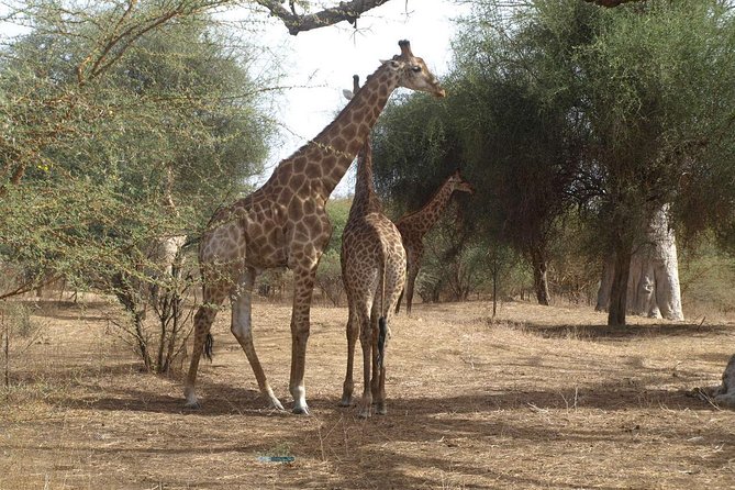 Incentive et team building au Sénégal